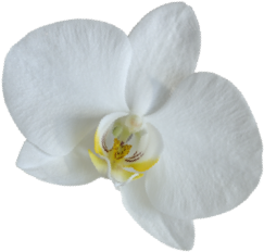chezlisa orchid
